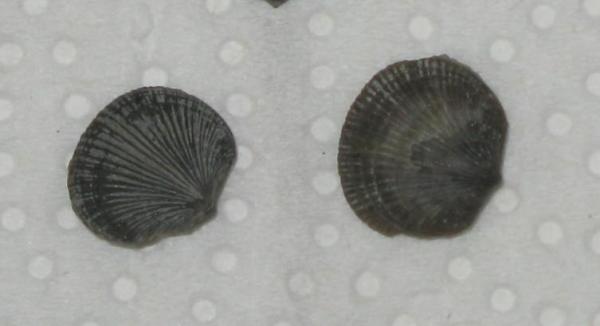 Fossiles du Qubec Neuville